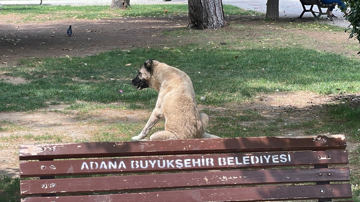 Adana sokaklarında yaklaşık 200 bin köpek var