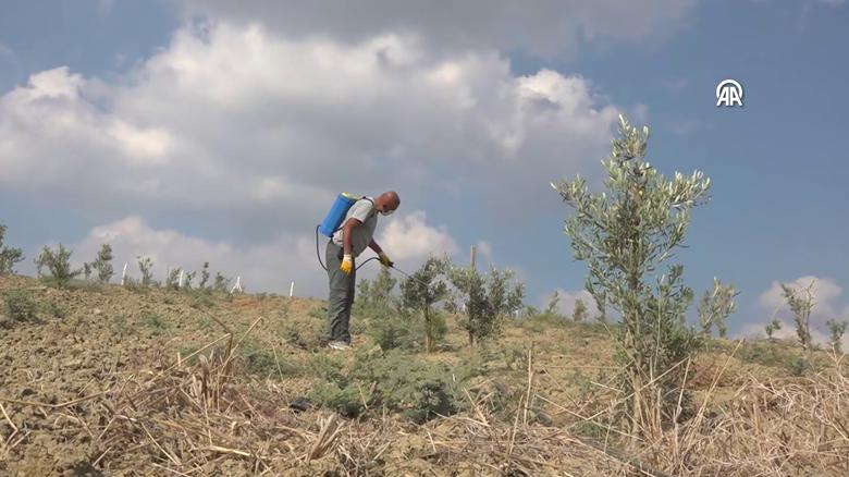 Adanalı gazinin tarıma merakı 950 ağaçlık zeytin bahçesine dönüştü